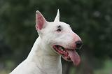 BULL TERRIER MINIATURE 122